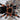 Brachypelma hamorii (Mexican Red Knee Tarantula) 1.5-2"