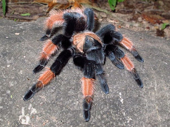 Brachypelma emilia (Mexican Red Leg Tarantula) 2-2.5"