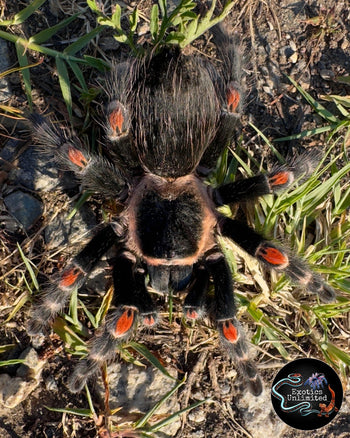Brachypelma auratum, Mexican Flame Knee tarantula.