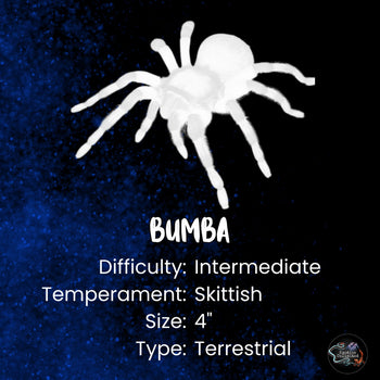 Bumba horrida (Brazilian Red Head Tarantula) 3.5-4" FEMALE