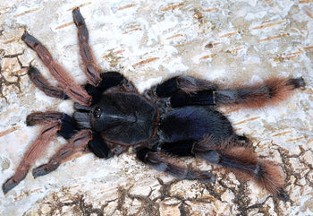 Coremiocnemis hoggi (Malaysian Purple Femur Tarantula) 1"+