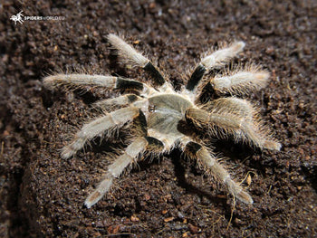 Hysterocrates laticeps (Nigerian Rust Leg Baboon Tarantula) 0.5"