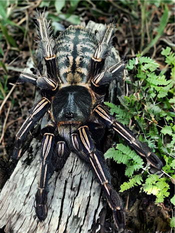 Haplopelma albostriatum "Ratchaburi DCF" (Thai Zebra Tarantula) 1"