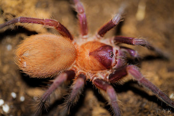 Citharacanthus cyaneus (Orange & Violet Dwarf Tarantula) about 0.5"