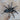 Cheatopelma olivaceum (Egyptian Grey Tarantula) 0.5-0.75"