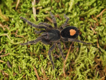 Cyriocosmus sp. 'Oronegro' (Golden Heart Dwarf Tarantula) 0.25"