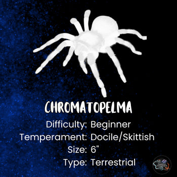 Chromatopelma cyaneopubescens (Green Bottle Blue Tarantula) 3" FEMALE