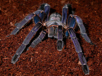 Cyriopagopus longipes 'Blue' Tarantula
