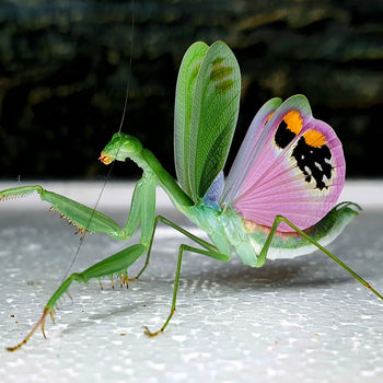 Caliris elegans (Pink Wing Mantis)