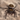 Phidippus carolinensis, Carolina Jumping Spider, 0.25 to 0.5 inch.