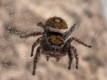 Phidippus carolinensis (Carolina Jumping Spider)