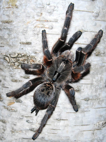 Ceratogyrus darlingi (Rear Horned Baboon Tarantula) FEMALE