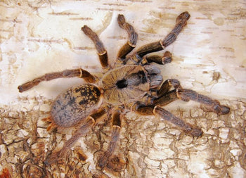 Ceratogyrus sanderi, Golden Horned Baboon tarantula.