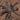 Cheatopelma olivaceum (Egyptian Grey Tarantula)