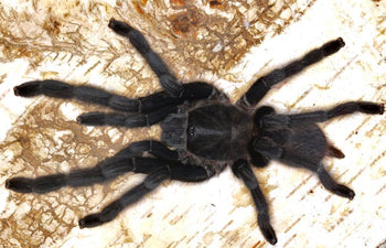 Chilobrachys sp. 'Kaeng Krachan' (Dark Earth Tiger Tarantula) 0.75-1" FREE AFTER $150 SPENT (After discounts and before shipping)