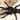 Chilobrachys sp. Kaeng Krachan, Dark Earth Tiger tarantula.