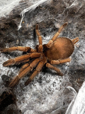 Chilobrachys sp 'mekong' (Mekong Earth Tiger Tarantula) 1”+