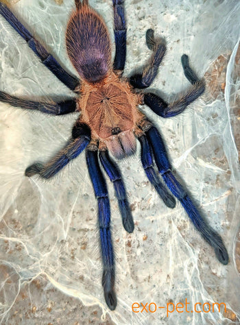 Chilobrachys sp. 'South Thailand' Tarantula *VERY RARE* 0.75-1"