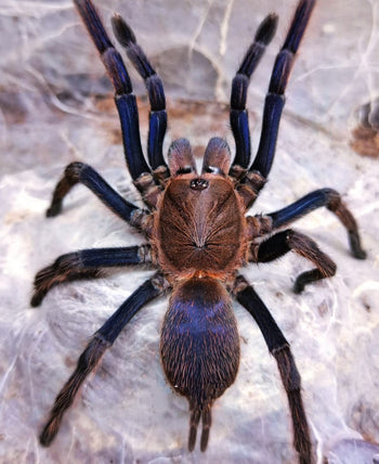 Chilobrachys sp. Aladdin (Blue Dream Earth Tiger Tarantula) 1-1.5"