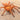 Chilobrachys sp "Orange" (Thailand Orangesicle Tarantula)