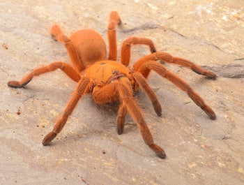 Chilobrachys sp "Orange" (Thailand Orangesicle Tarantula) about 2"