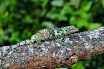 Cophotis dumbara, Sri Lankan Pygmy lizard.