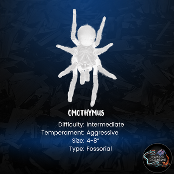 Omothmus (Ex Cyriopagopus) sp. 'Valhalla' (Emerald Shadow Tree Spider) FEMALE *SUPER RARE* TRUE VALHALLA LINE