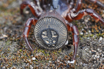 Cyclocosmia latusicosta (Chinese Hourglass Trapdoor) 2" WEEKLY DEAL