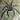 Damastes sp. 'Madagascar' (Bandit Huntsman Spider) 0.5"