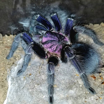 Phormictopus sp. 'Dominican Purple' (Purple Beauty Bird Eater Tarantula) FEMALE about 4”