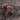 Euathlus metropolitina Tarantula
