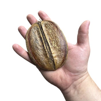 Coffee pod hardscape for bioactive enclosures.