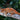 Bicolor Skeleton Gargoyle Gecko (RoguexEmber) BG2025