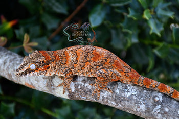Bicolor Skeleton Gargoyle Gecko (RoguexEmber) BG2025