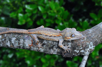 Orange Stripe Gargoyle - SG082924