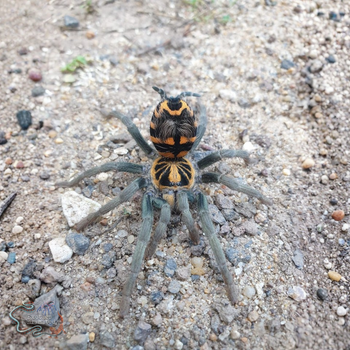 Hapalopus planetearth (Ecuadorian Crowned Tarantula) (formerly Theraphosinae sp. 'Yasuni')