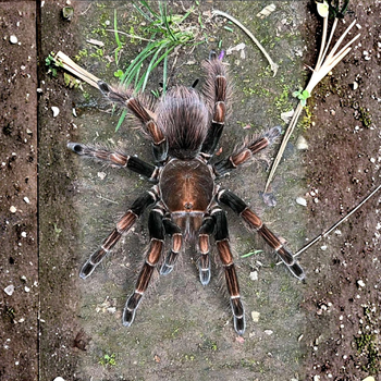 Pamphobeteus sp. Dark tarantula.