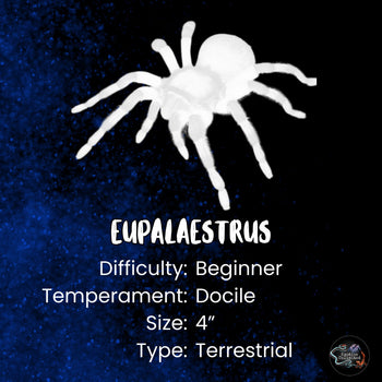 Eupalaestrus weijenberghi (White Collared Tarantula)