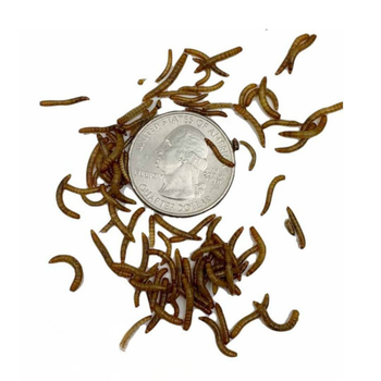 Mini mealworms, quarter inch, feeder insects.