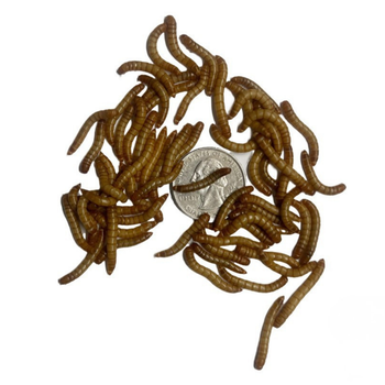 Large mealworms, one inch, feeder insects.