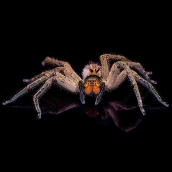 Piloctenus haematostoma, Red Fang Wandering spider.