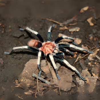 Davus sp. 'Oaxaca' (Oaxaca White Tiger Tarantula) 0.75-1"