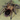 Euathlus manicata gold, Chilean Golden Flame tarantula.