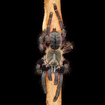 Ornithoctoninae sp "Phan Cay Red" (TRUE PHAN CAY RED Spider) 2-2.5" Showing Purple