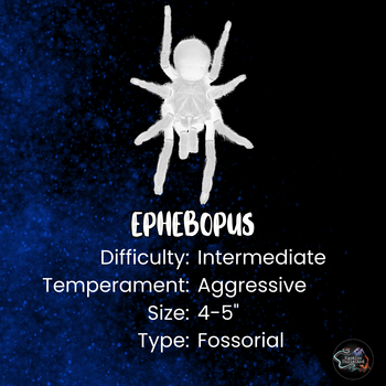 Ephebopus cyanognathus (Blue Fang Tarantula) 2-2.5" FEMALE