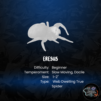 Eresus sp. Cinnaberinus