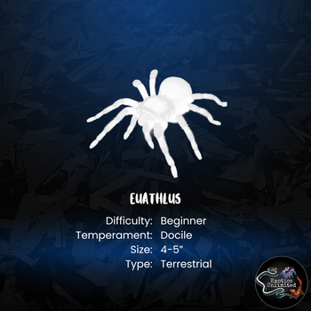 Euthalus metropolitina Tarantula FEMALE