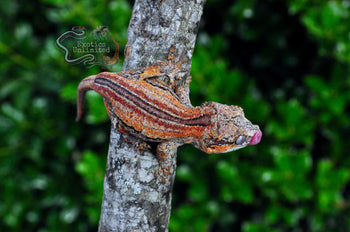 Orange Stripe Gargoyle Gecko - SG110524