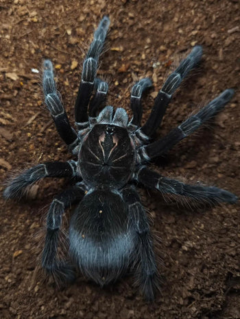 Pamphobeteus sp. 'Flammifera' 1-1.5"