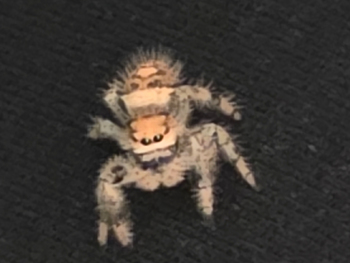 Phidippus regius (Regal Jumping Spider) Peach Color Form